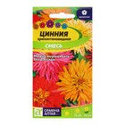 Семена Цинния "Хризантемовидная", ц/п, 0,3 гр. - Фото 1