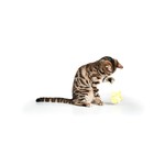Дразнилка для кошек на креплении с бубенчиком "Птичка" с кошачьей мятой - фото 8523836
