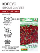 Семена Колеус блюме Скарлет Мн Сел. PanAmerican Золотая серия Ц/П 5 шт - Фото 1