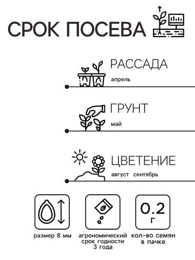 Семена цветов Астра «Монпансье», серебристая, 0.2 г, однолетник, «Аэлита»