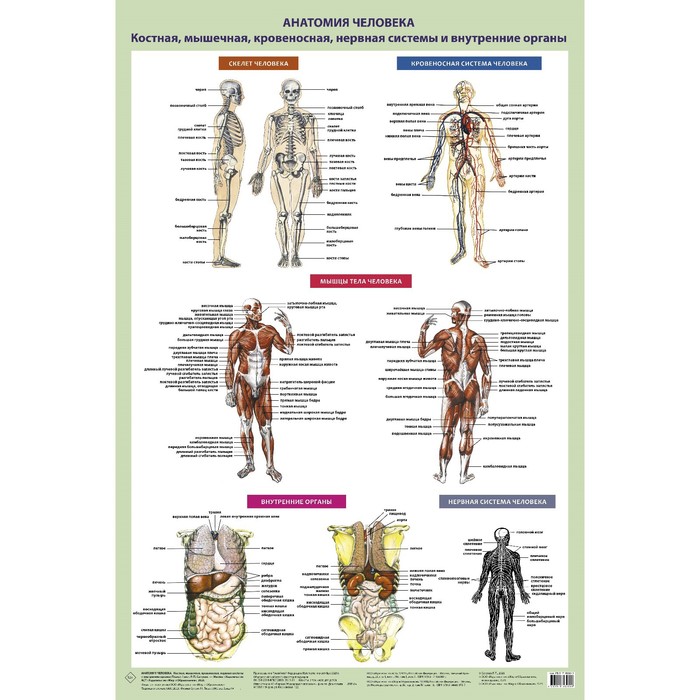 Анатомия человека. Костная, мышечная, кровеносная системы и внутренние органы. Самусев Р.П. - Фото 1