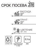 Семена гвоздика «Фиолетовая», 0.1 г - Фото 2