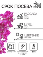 Семена Антигонон "Лиана любви", ц/п, 5 шт. - Фото 2