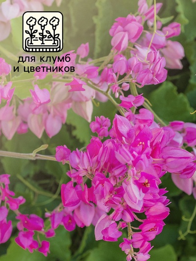 Семена цветов Антигонон «Лиана любви», 5 шт., многолетник, «Гавриш»