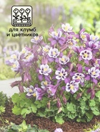 Семена аквилегия «Алтайский гигант», цветной пакет, 0.05 г - Фото 3