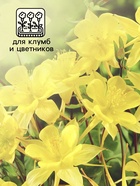 Семена аквилегия «Желтый кристалл», цветной пакет, культурная, 0.05 г - Фото 3