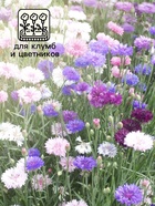 Семена Василек "Бордюрный", ц/п,  смесь, 0,2 г (комплект 2 шт) - фото 33072544