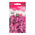 Семена Диасция «Успех», 0.01 г, «Гавриш» - Фото 1