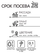 Семена Астра "Букет", однолетняя, 0,1 г б/п - Фото 2