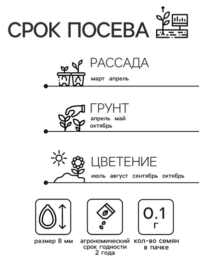 Семена Астра "Седая дама",  однолетняя 0,1 г б/п