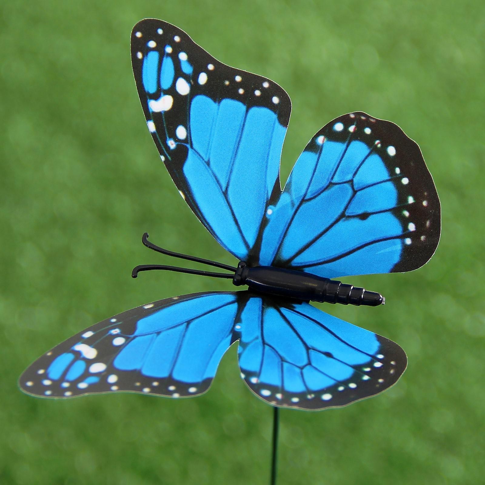 Butterfly x