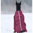 Комбинезон для собак (сука), утепленный флисовый, р. 40-1 (ДС 40 см, ОШ 46 см, ОГ 60 см), бордо   10 - Фото 2