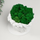 Кашпо бетонное "Давид" со мхом белый 11,5х15,5х12 см (мох зеленый стабилизированный) - фото 24354640