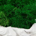 Кашпо бетонное "Давид" со мхом белый 11,5х15,5х12 см (мох зеленый стабилизированный) - фото 24354641