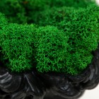 Кашпо бетонное "Давид" со мхом черный 11,5х15,5х12 см (мох зеленый стабилизированный) - фото 24354647