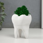 Кашпо бетонное "Зуб" со мхом белый 7,5х6,5х9,5 см (мох зеленый стабилизированный) - фото 11870374