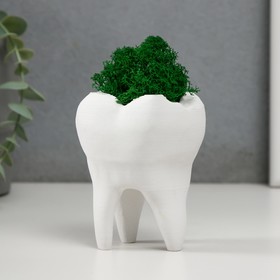 Кашпо бетонное "Зуб" со мхом белый 7,5х6,5х9,5 см (мох зеленый стабилизированный)