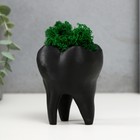 Кашпо бетонное "Зуб" со мхом черный 7,5х6,5х9,5 см (мох зеленый стабилизированный) - фото 320934317