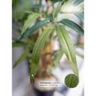 Бамбук в пластиковом горшке, 135×135×920 мм, цвет зелёный / чёрный / бежевый - Фото 4