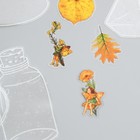 Наклейки для творчества "Банки, феи и листья" 10х10 см н-р 40 шт 0,3х15,5х8,5 см - фото 23524635