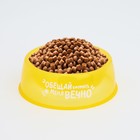 Миска пластиковая «Обещай кормить меня вечно», 300 мл, желтый - Фото 5