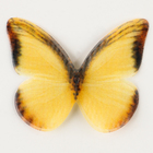 Декор для творчества «Бабочка», двухслойный, набор 12 шт., размер 1 шт. — 5 × 4 см, цвет жёлтый - Фото 4