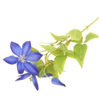 цветы искусственные клематис синий 70 см d-10 см - Фото 1