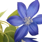 цветы искусственные клематис синий 70 см d-10 см - Фото 2