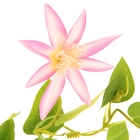 цветы искусственные клематис розовый 70 см d-10 см - Фото 2