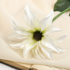 цветы искусственные георгин белый 68 см - Фото 2