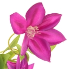 цветы искусственные клематис сиреневый 70 см d-10 см - Фото 2