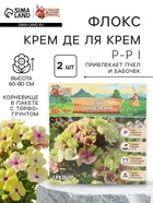 Флокс «Крем де ля Крем» корневище в пакете с торфогрунтом, р-р I, 2 шт. - Фото 1