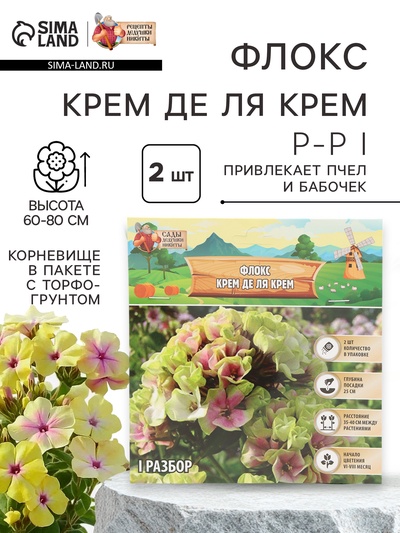 Флокс «Крем де ля Крем» корневище в пакете с торфогрунтом, р-р I, 2 шт.