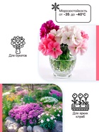 Флокс «Крем де ля Крем» корневище в пакете с торфогрунтом, р-р I, 2 шт. - Фото 2