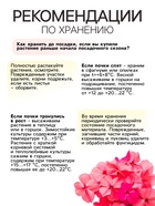 Флокс «Крем де ля Крем» корневище в пакете с торфогрунтом, р-р I, 2 шт. - Фото 4