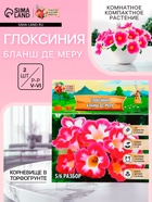 Глоксиния «Бланш де Меру», многолетник, комнатный, луковица в пакете с перфорацией, р-р 5/6, 2 шт. - Фото 1