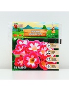 Глоксиния «Бланш де Меру», многолетник, комнатный, луковица в пакете с перфорацией, р-р 5/6, 2 шт. - Фото 4