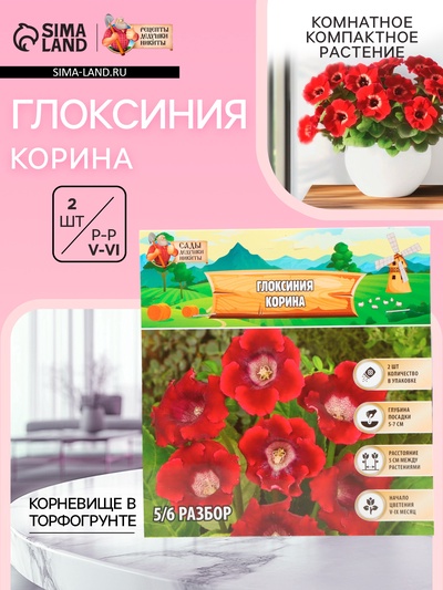 Глоксиния «Корина», многолетник, комнатный, луковица в пакете с перфорацией, р-р 5/6, 2 шт.