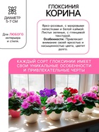 Глоксиния «Корина», многолетник, комнатный, луковица в пакете с перфорацией, р-р 5/6, 2 шт. - Фото 2
