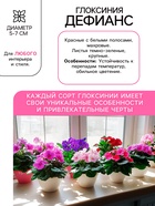 Глоксиния «Дефианс» многолетник, комнатный, луковица в пакете с перфорацией, р-р 5/6, 2 шт. - Фото 2