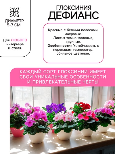 Глоксиния «Дефианс» многолетник, комнатный, луковица в пакете с перфорацией, р-р 5/6, 2 шт.