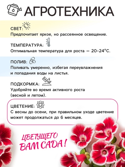 Глоксиния «Дефианс» многолетник, комнатный, луковица в пакете с перфорацией, р-р 5/6, 2 шт.