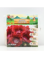 Глоксиния «Этойле де Фью», многолетник, комнатный, луковица в пакете с перфорацией, р-р 5/6, 2 шт. - Фото 4