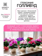 Глоксиния «Голливуд», многолетник, комнатный, луковица в пакете с перфорацией, р-р 5/6, 2 шт. - Фото 2