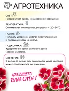 Глоксиния "Голливуд", р-р 5/6, 2 шт Весна 2025 10279705 - фото 4349265