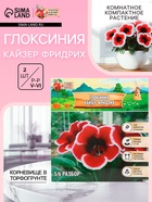 Глоксиния «Кайзер Фридрих», многолетник, комнатный, луковица в пакете с перфорацией, р-р 5/6, 2 шт. - Фото 1