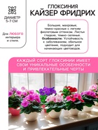 Глоксиния «Кайзер Фридрих», многолетник, комнатный, луковица в пакете с перфорацией, р-р 5/6, 2 шт. - Фото 2