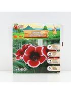 Глоксиния «Кайзер Фридрих», многолетник, комнатный, луковица в пакете с перфорацией, р-р 5/6, 2 шт. - Фото 4