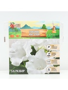 Глоксиния «Монт Бланк», многолетник, комнатный, луковица в пакете с перфорацией, р-р 5/6, 2 шт. - Фото 4