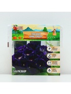 Глоксиния «Принц Альберт», многолетник, комнатный, луковица в пакете с перфорацией, р-р 5/6, 2 шт. - Фото 4